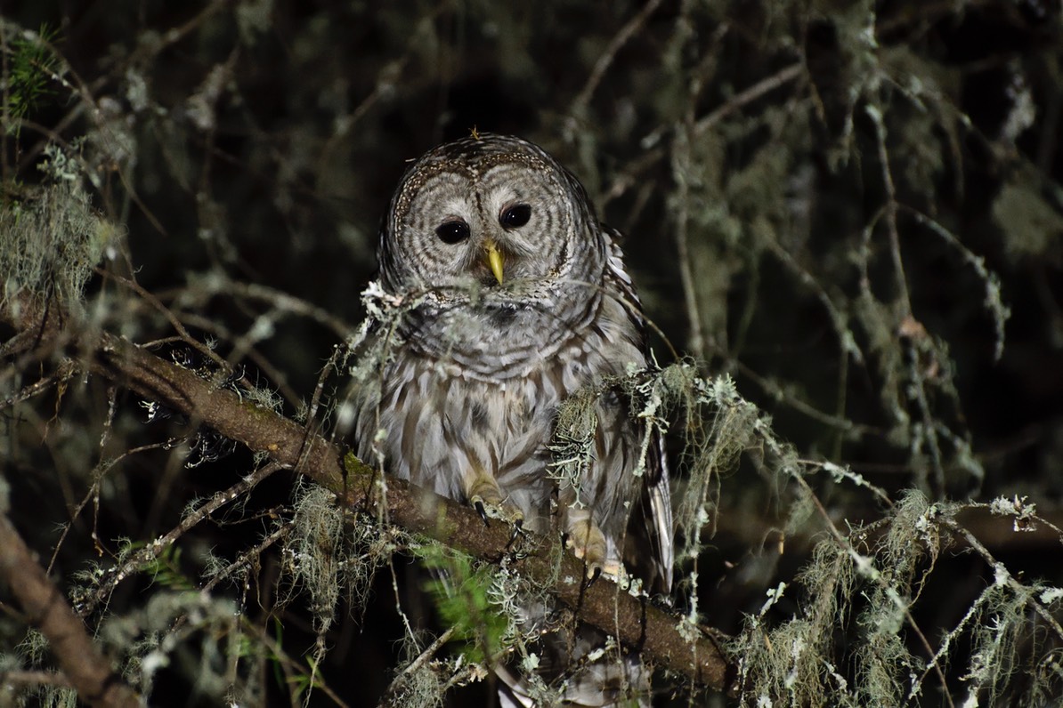 Barred Owl  02