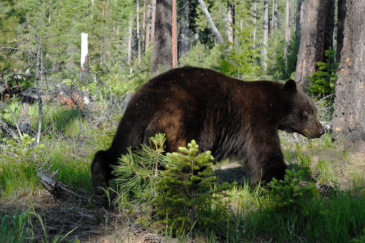 Bear 2