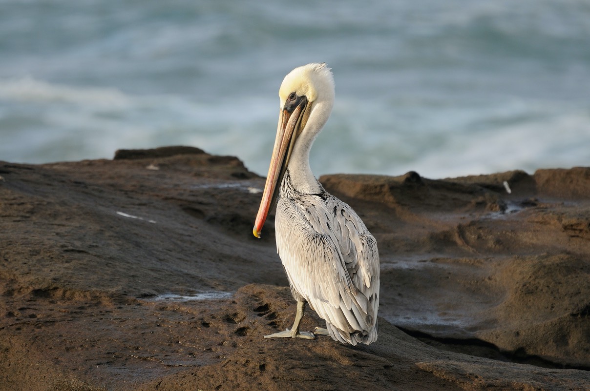 Brown Pelican WEB