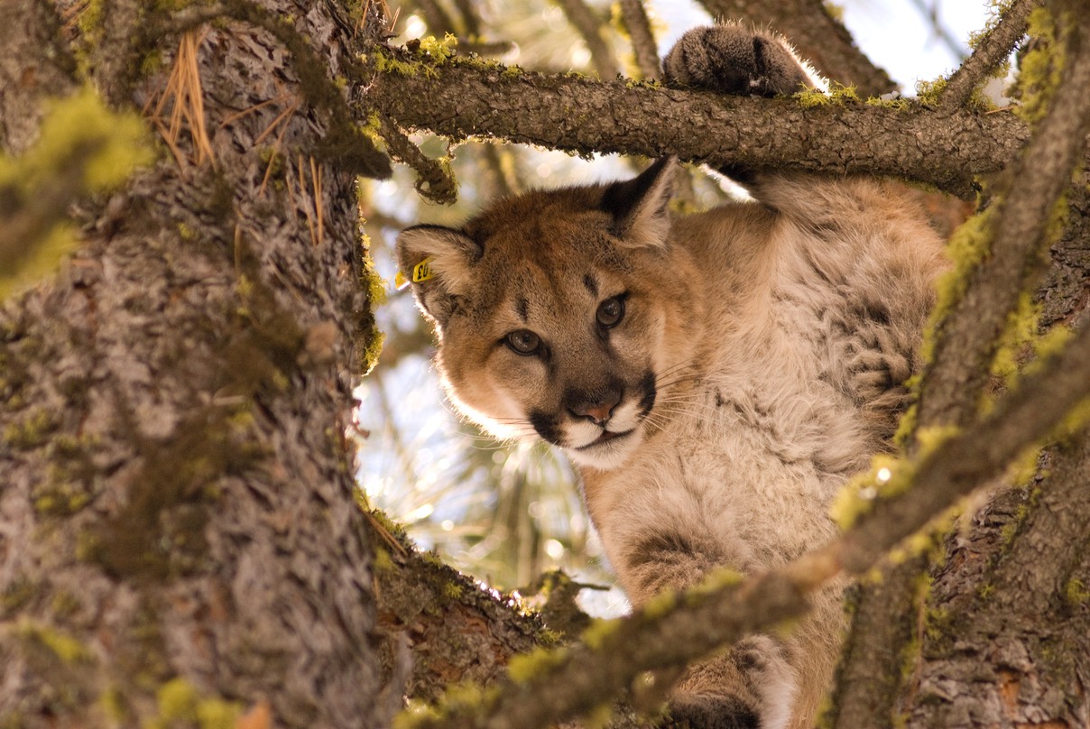 Cougar 170