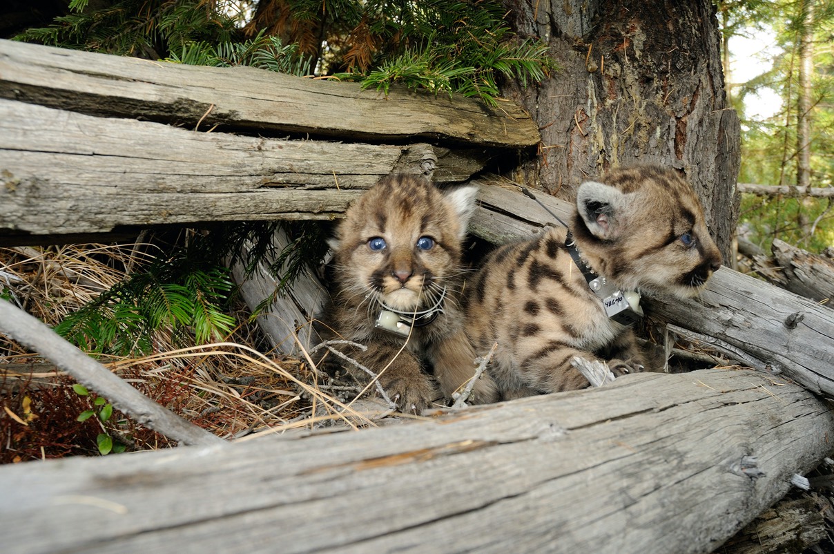 Cougar Kittens WEB