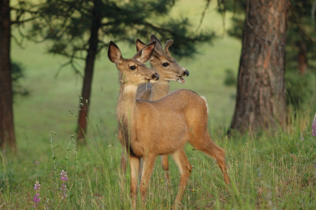Mule deer