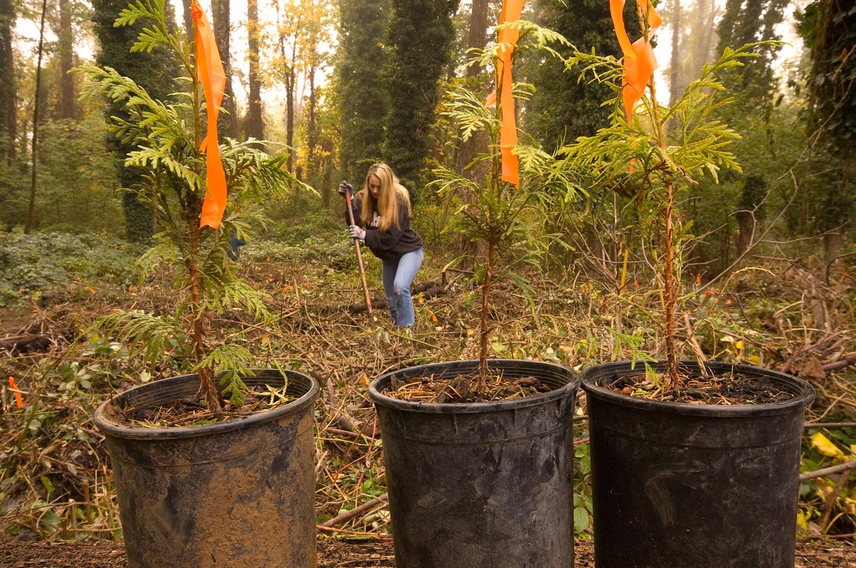 Planting Trees